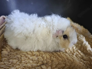 Männchen sehr süße Meerschweinchen Babys 