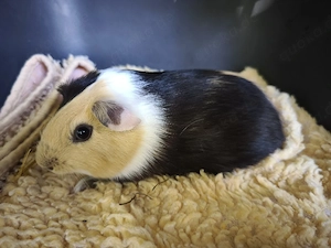 Männchen sehr süße Meerschweinchen Babys 