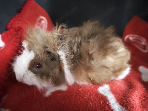 Weibliche Meerschweinchen Babys 