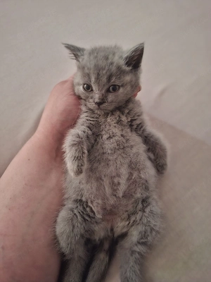 Bkh Kitten weiblich 