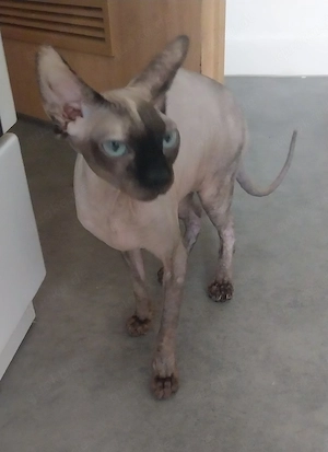 sphynx Katze sucht Zuhause 