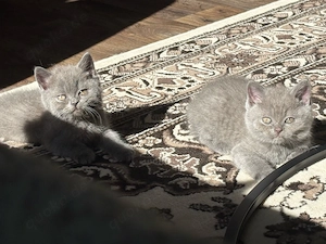     Liebevolle BKH Kitten suchen ein Zuhause