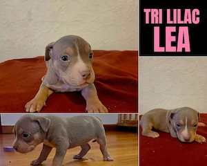 American Bully Pocket Welpen  ABKC-REGISTRIERT 
