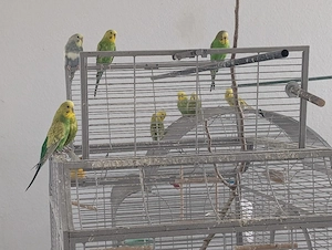 Wunderschöner, harmonischer Wellensittich-Schwarm (17+ Tiere) aus Luxushaltung abzugeben