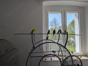 Wunderschöner, harmonischer Wellensittich-Schwarm (17+ Tiere) aus Luxushaltung abzugeben