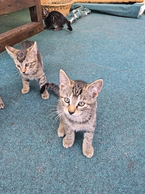 Junge Katzen. 