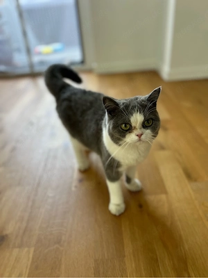 Bkh katze 