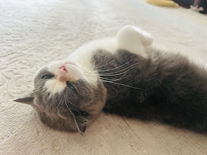 Bkh katze 