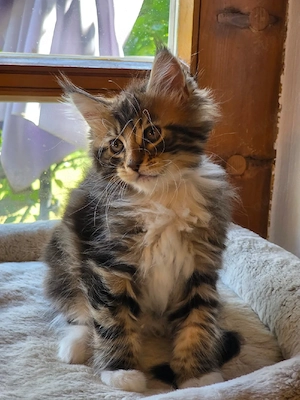 Maine Coon Kitten 
