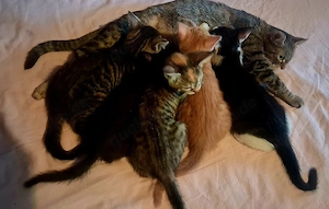 Wunderschöne Kitten