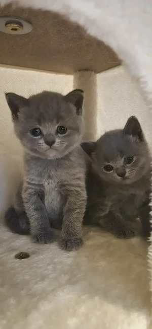 Britisch kurzhaar Kitten