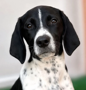 Meyla - mit dem treuen Blick! 