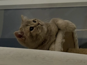 BKH Kater Fawn 9 Monate 