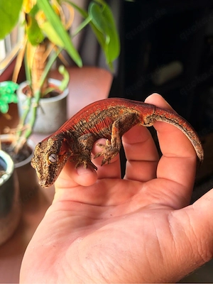 Höckerkopfgecko (Rhacodactylus auriculatus 1.0) mit Terra 