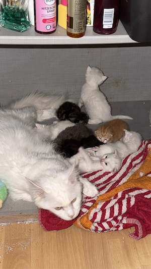 maine coon siam ragdoll mixe 