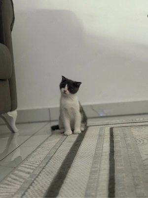 baby kitten 