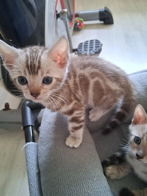 Bengal Babys