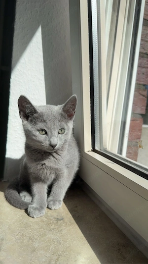 Reinrassige Russisch Blau Kitten   5 liebevolle Kitten suchen ein neues Zuhause