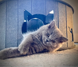 Besonderes BKH Kitten - mittellange Smoke-Dame