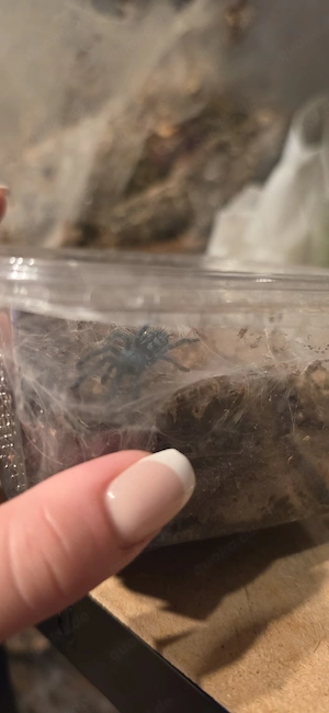 vogelspinnen versicolor 