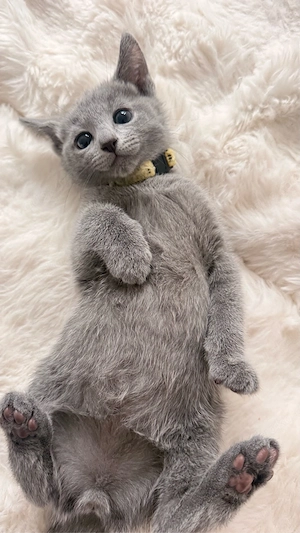 Russisch Blau Kitten reinrassig