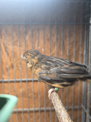 kanarienvogel 