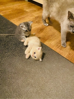 3 Katzen zu wünschen