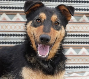 Kenzo - hübscher Kerl sucht dich!