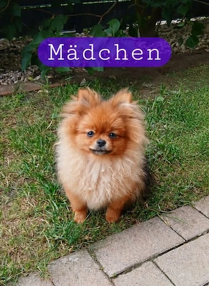 2 Welpen zum Verkaufen
