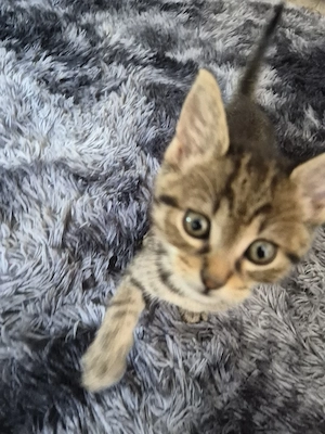 bkh ekh kitten 