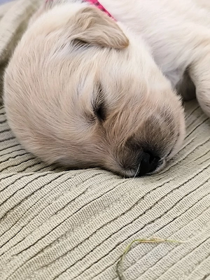 Golden-Retriever-Welpe (Weibchen) sucht liebevolles Zuhause      
