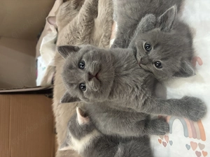 Liebevolle Kitten suchen ab Anfang August ein neues Zuhause 