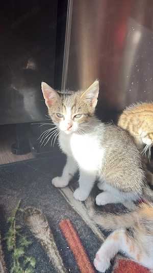 Katzenbabys suchen ein neues Zuhause 