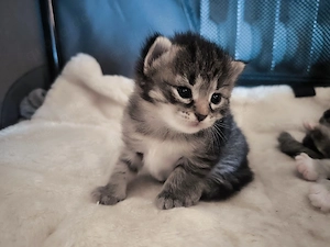 Reinrassige sibirische waldkatzen kitten kunterbunt