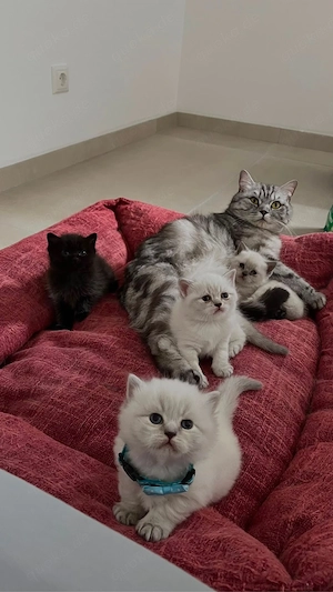    Liebevolle BKH-Kitten suchen ein neues Zuhause!   