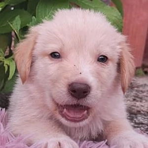 Fluffy-Boo, geb. ca. 04 2026, lebt in GRIECHENLAND, auf einer privaten Pflegestelle