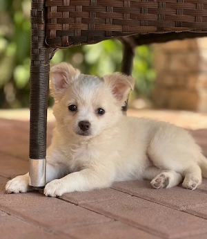 Chihuahua Hündin sucht ihre Familie