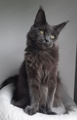 blue Maine Coon Katze Dame