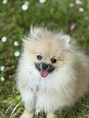 Süße Pomeranian Zwergspitzhündin