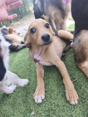 Pinscher Mix Hündin 2kg 4Mon BUNDESWEIT ausreisebereit aus Kroatien 
