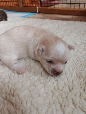 Chihuahua Welpe