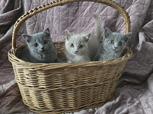 Britisch Kurzhaar-Kitten