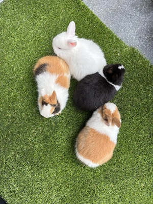 Kaninchen Babys zu Verkaufen ab sofort