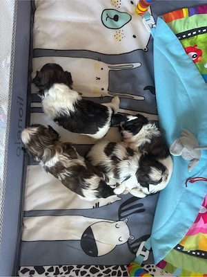 Süße Shih-tzu Welpen 
