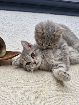 Abgabebereit Britisch Kurzhaar  Bkh 1 Katerchen  