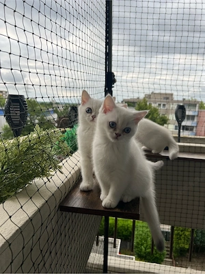 BKH Kitten Abgabebereit & Impfausweis