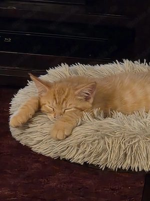 Mainecoon-Ragdoll mix Kitten 