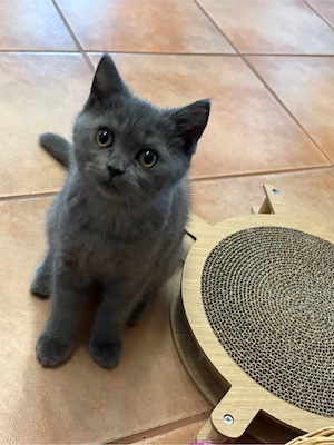 BKH britische kurzhaar Kitten