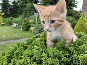 Katzenbaby BKH Mix