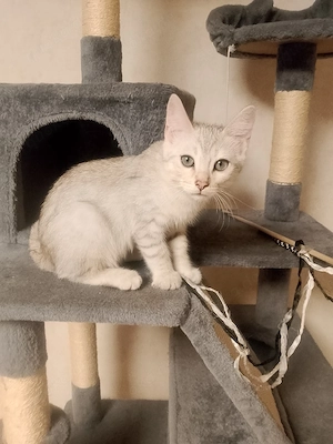 Bengal mix BKH Kätzchen
